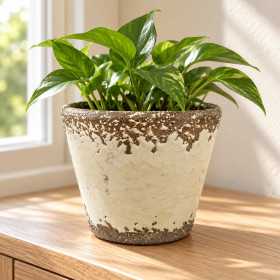 Cremevit kruka Alba från CaesarCollection med grön växt och rustika bruna detaljer